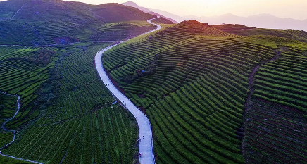 thé blanc Bai Mu Dan